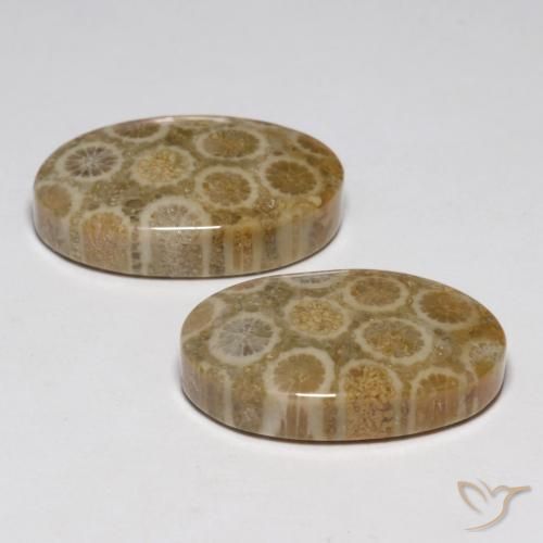 Gemme di Corallo fossile Multicolore naturale da 23.45 ct, Ovale, Opaco