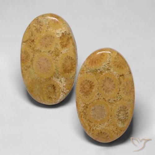 28.19ctw Naturale Multicolore Corallo fossile, Ovale, Opaco