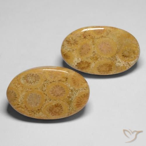 Gemme di Corallo fossile Multicolore naturale da 28.19 ct, Ovale, Opaco