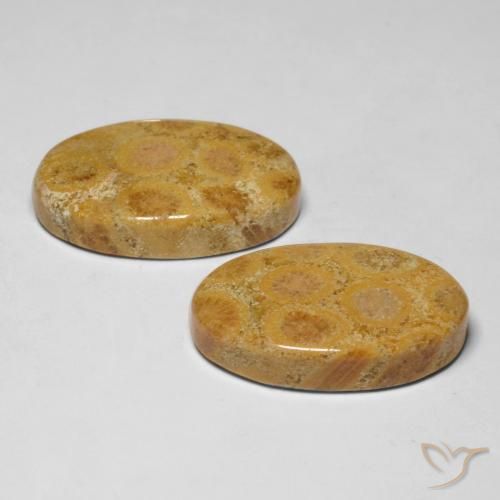 Gemme di Corallo fossile Multicolore naturale da 28.19 ct, Ovale, Opaco