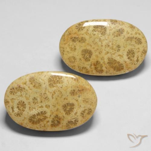 Gemme di Corallo fossile Multicolore naturale da 27.37 ct, Ovale, Opaco