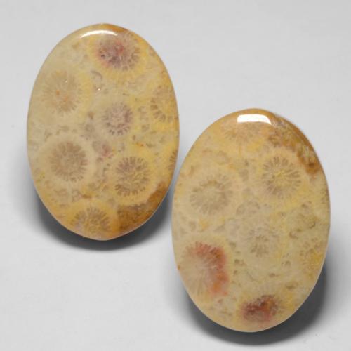 Gemme di Corallo fossile Multicolore naturale da 25.71 ct, Taglio ovale, Opaco
