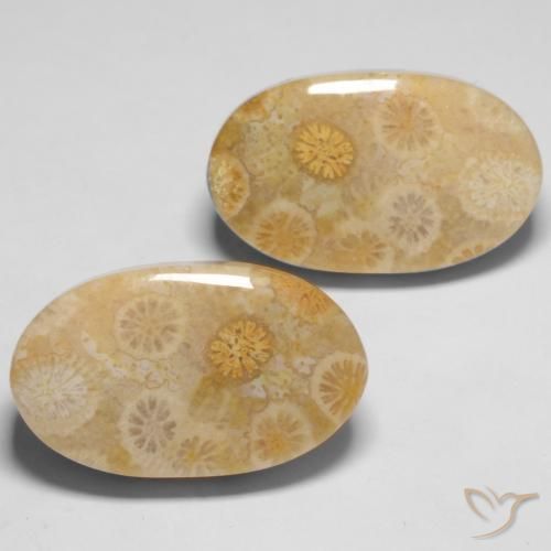Gemme di Corallo fossile Multicolore naturale da 29.05 ct, Ovale, Opaco