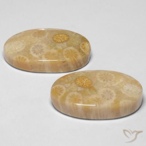 Gemme di Corallo fossile Multicolore naturale da 29.05 ct, Ovale, Opaco