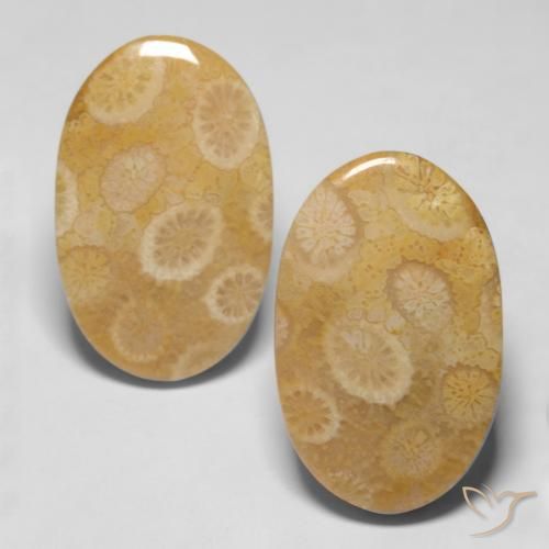 20.47ctw Naturale Multicolore Corallo fossile, Ovale, Opaco