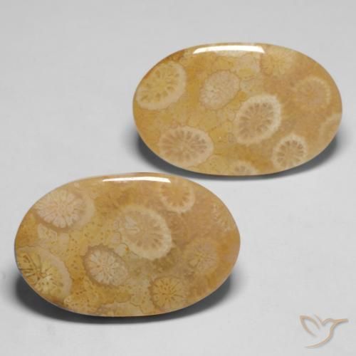 Gemme di Corallo fossile Multicolore naturale da 20.47 ct, Ovale, Opaco
