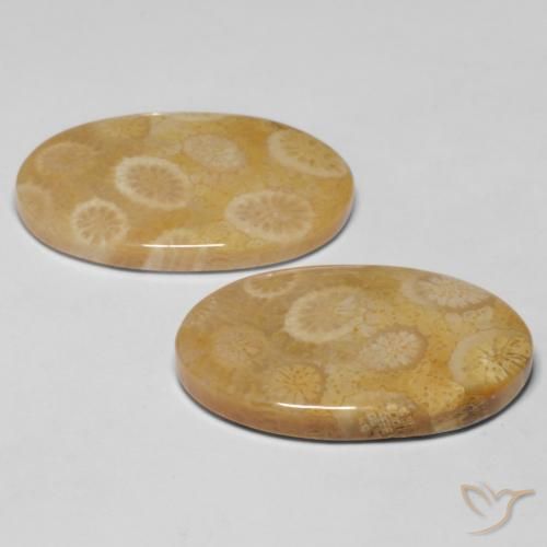 Gemme di Corallo fossile Multicolore naturale da 20.47 ct, Ovale, Opaco