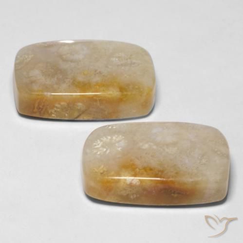 Gemme di Corallo fossile Multicolore naturale da 29.43 ct, Cuscino, Opaco