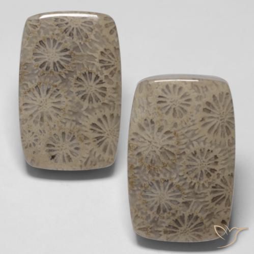 33.45ctw Naturale Multicolore Corallo fossile, Cuscino, Opaco