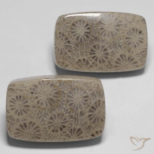 Gemme di Corallo fossile Multicolore naturale da 33.45 ct, Cuscino, Opaco