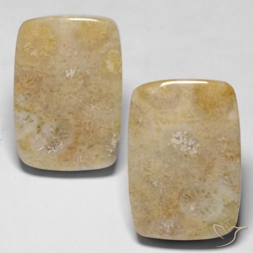 30.53ctw Naturale Multicolore Corallo fossile, Cuscino, Opaco