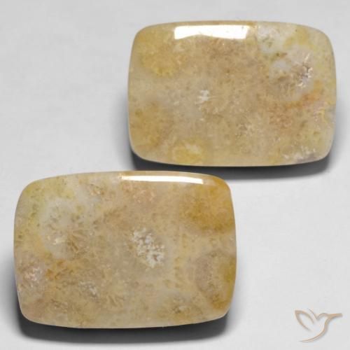 Gemme di Corallo fossile Multicolore naturale da 30.53 ct, Cuscino, Opaco