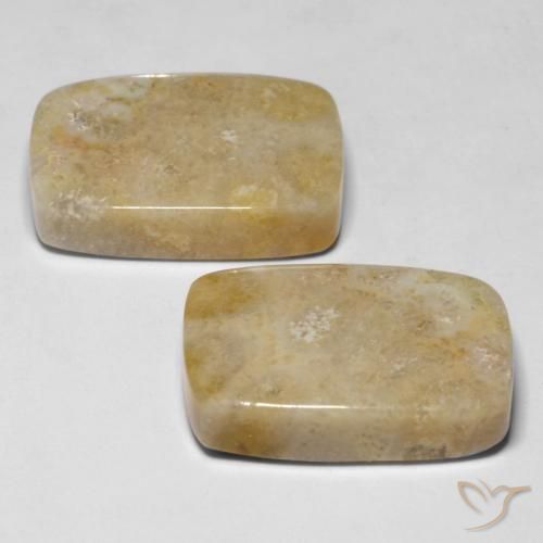 Gemme di Corallo fossile Multicolore naturale da 30.53 ct, Cuscino, Opaco