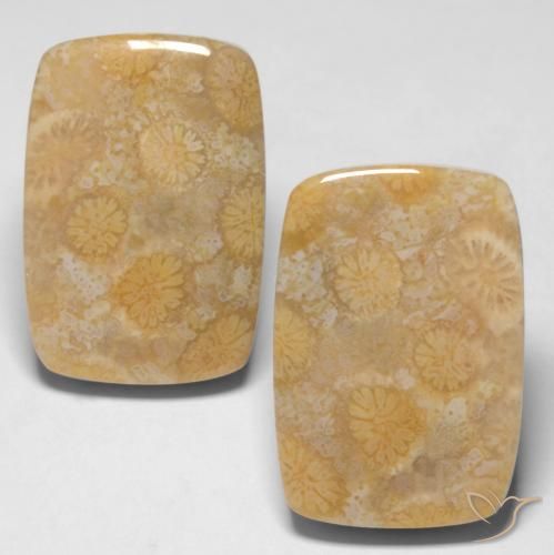 28.65ctw Naturale Multicolore Corallo fossile, Cuscino, Opaco