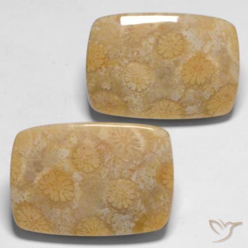 Gemme di Corallo fossile Multicolore naturale da 28.65 ct, Cuscino, Opaco