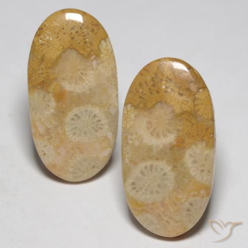 Gemme di Corallo fossile Multicolore naturale da 19.32 ct, Ovale, Opaco