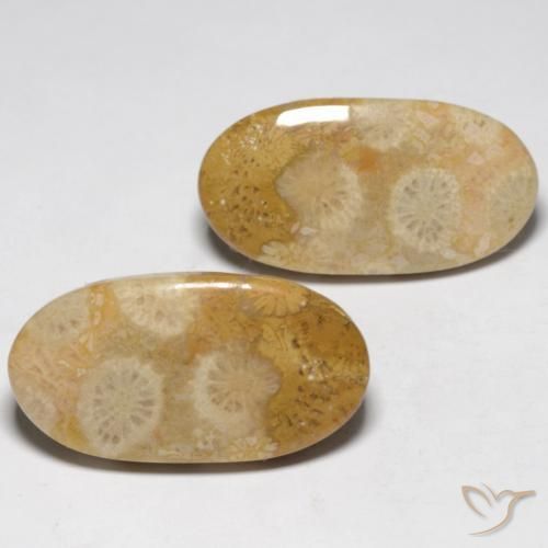 Gemme di Corallo fossile Multicolore naturale da 19.32 ct, Ovale, Opaco