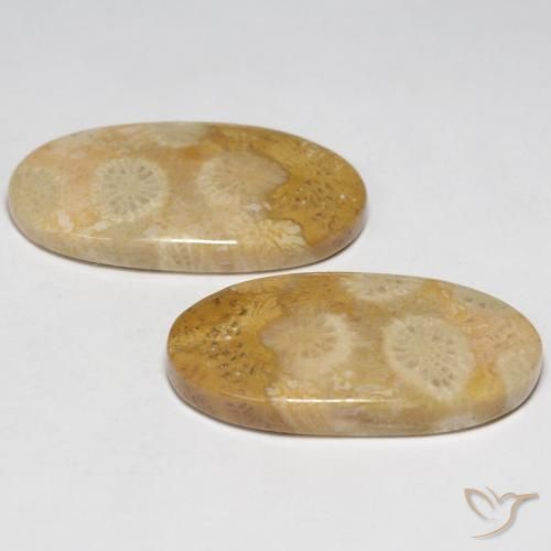 Gemme di Corallo fossile Multicolore naturale da 19.32 ct, Ovale, Opaco