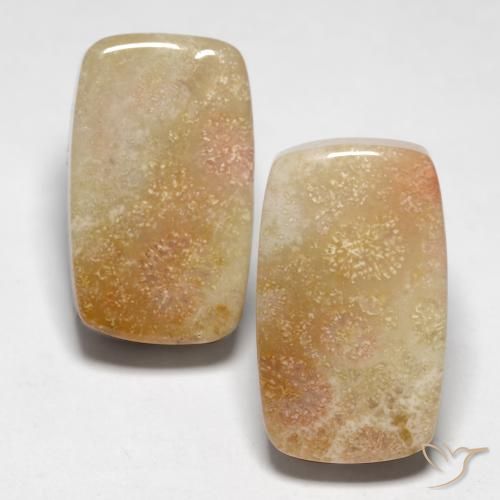 Gemme di Corallo fossile Multicolore naturale da 28.47 ct, Cuscino, Opaco