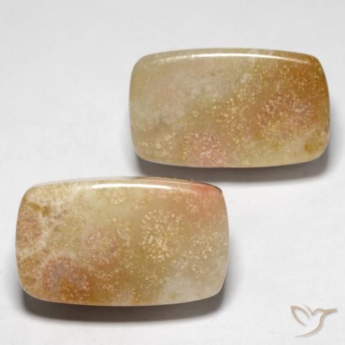 Gemme di Corallo fossile Multicolore naturale da 28.47 ct, Cuscino, Opaco