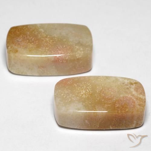 Gemme di Corallo fossile Multicolore naturale da 28.47 ct, Cuscino, Opaco