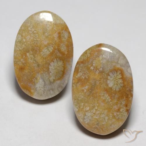 23.76ctw Naturale Multicolore Corallo fossile, Ovale, Opaco