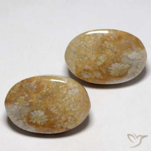 Gemme di Corallo fossile Multicolore naturale da 23.76 ct, Ovale, Opaco