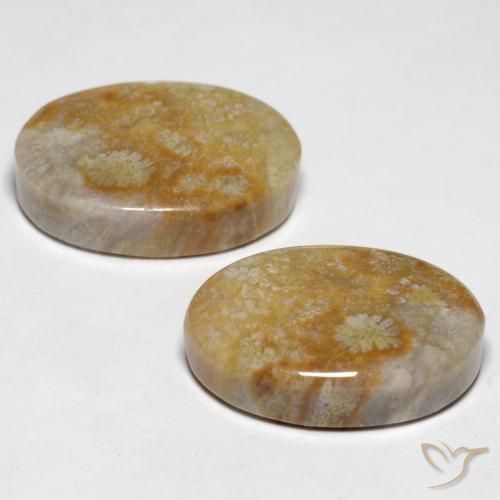 Gemme di Corallo fossile Multicolore naturale da 23.76 ct, Ovale, Opaco
