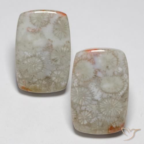 23.76ctw Naturale Multicolore Corallo fossile, Cuscino, Opaco