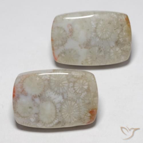 Gemme di Corallo fossile Multicolore naturale da 23.76 ct, Cuscino, Opaco