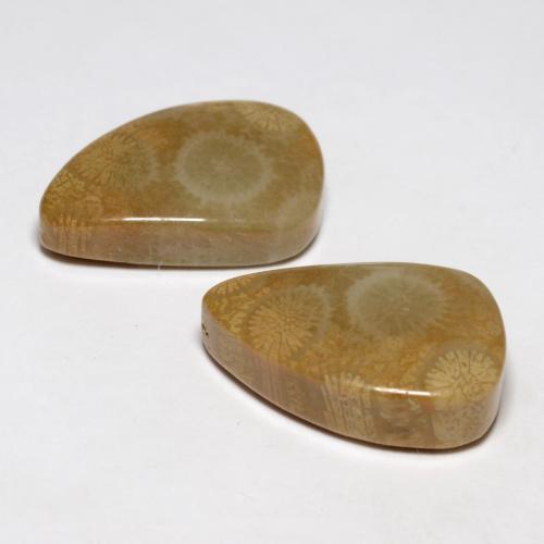 Gemme di Corallo fossile Multicolore naturale da 21.03 ct, Forma fantasia, Opaco