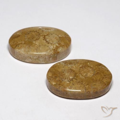 Gemme di Corallo fossile Multicolore naturale da 26.93 ct, Ovale, Opaco