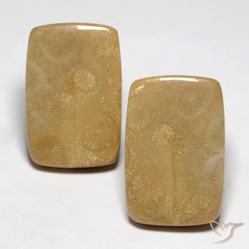 35.13ctw Naturale Multicolore Corallo fossile, Cuscino, Opaco