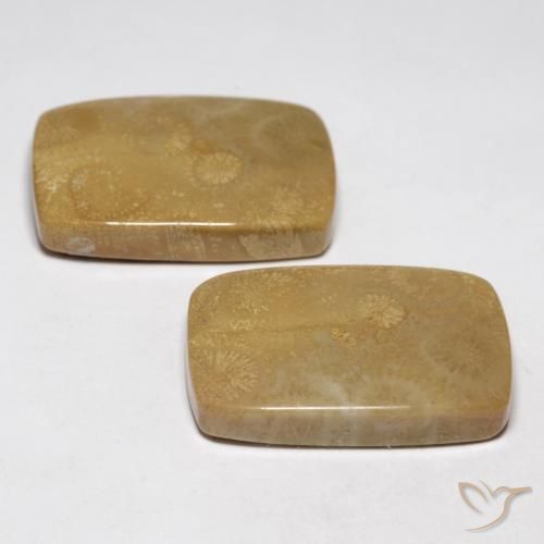 Gemme di Corallo fossile Multicolore naturale da 35.13 ct, Cuscino, Opaco
