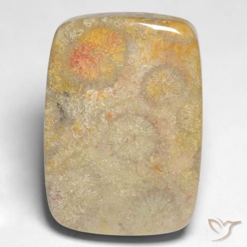 Corallo fossile Multicolore naturale da 17.45 ct, Cuscino, Opaco