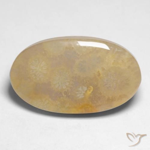 10.66ct Naturale Multicolore Corallo fossile, Ovale, Opaco