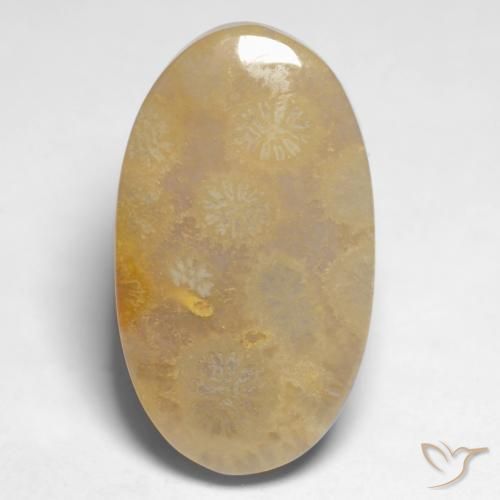 Corallo fossile Multicolore naturale da 10.66 ct, Ovale, Opaco