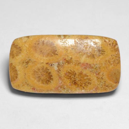 Corallo fossile naturale multicolore da 11,20 ct, taglio a cuscino, opaco