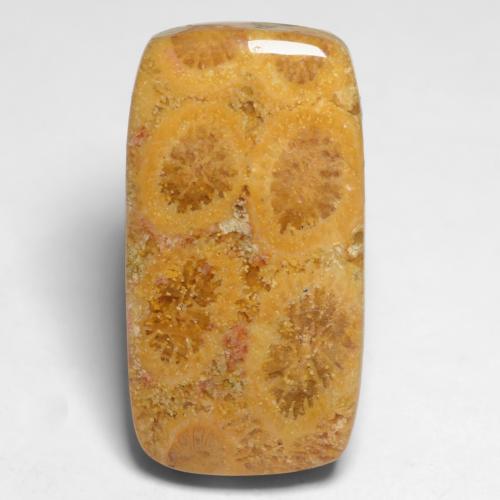 Corallo fossile naturale multicolore da 11,20 ct, taglio a cuscino, opaco