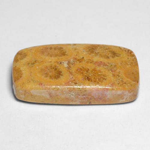 Corallo fossile naturale multicolore da 11,20 ct, taglio a cuscino, opaco