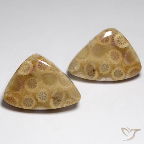 34.79ctw Naturale Multicolore Corallo fossile, Taglio a fantasia, Opaco