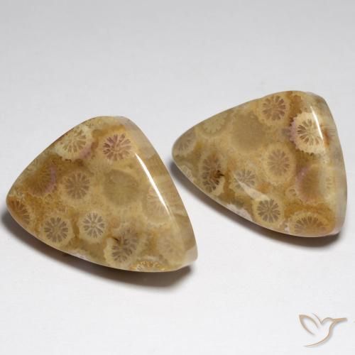 Gemme di Corallo fossile Multicolore naturale da 34.79 ct, Taglio a fantasia, Opaco