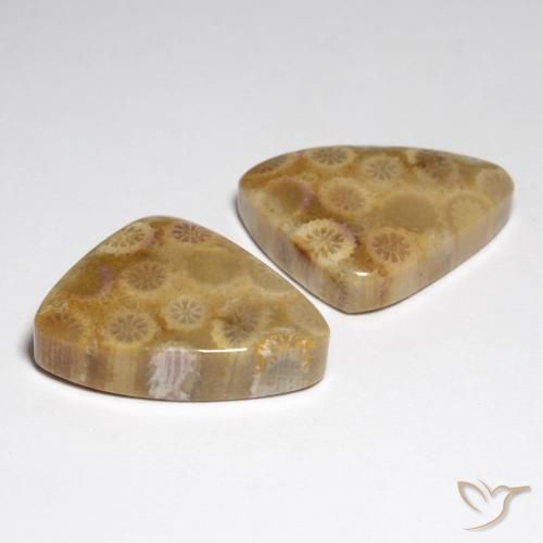 Gemme di Corallo fossile Multicolore naturale da 34.79 ct, Taglio a fantasia, Opaco