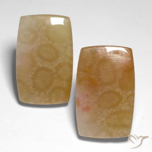 31.00ctw Naturale Multicolore Corallo fossile, Cuscino, Traslucido