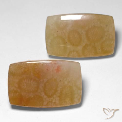 Gemme di Corallo fossile Multicolore naturale da 31.00 ct, Cuscino, Traslucido