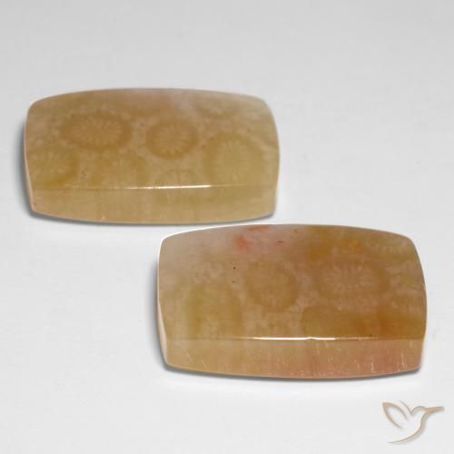 Gemme di Corallo fossile Multicolore naturale da 31.00 ct, Cuscino, Traslucido