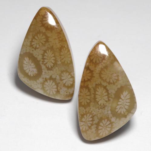 Gemme di Corallo fossile Multicolore naturale da 24.76 ct, Forma fantasia, Opaco