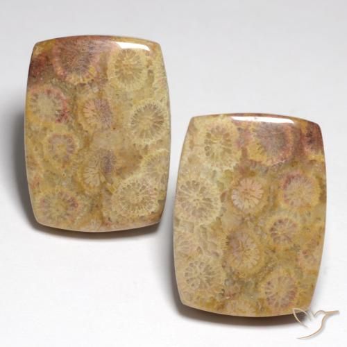 Gemme di corallo fossile multicolore naturale da 36,05 ct, taglio a cuscino, opaco