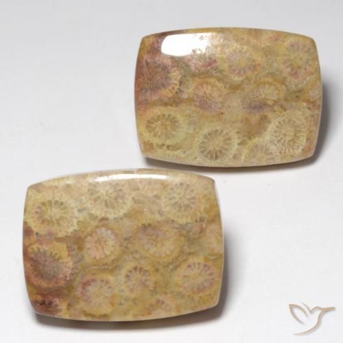 Gemme di corallo fossile multicolore naturale da 36,05 ct, taglio a cuscino, opaco