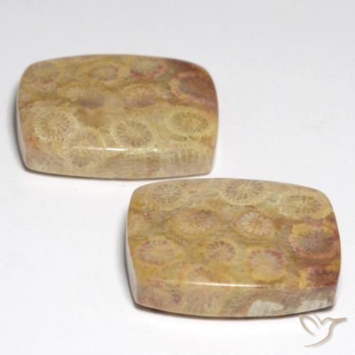 Gemme di corallo fossile multicolore naturale da 36,05 ct, taglio a cuscino, opaco